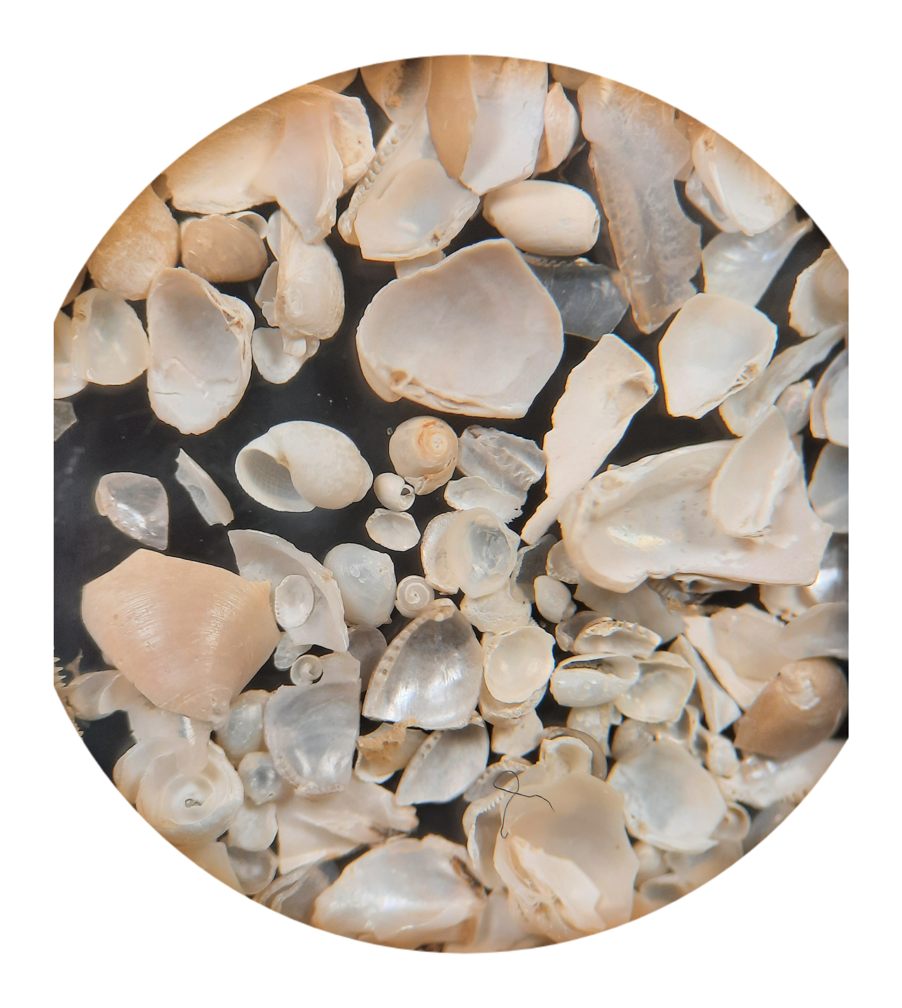 A collection of mollusks. Photo by 