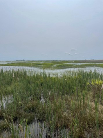 An Inundated marsh at high tide taken at the top of a hummock looking out at the Great Meadows Marsh. Photo by Madeline Kollegger.