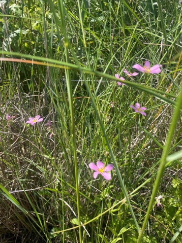 Photo: Marsh Pink at the hummock restoration (Photo Credit Madeline Kollegger