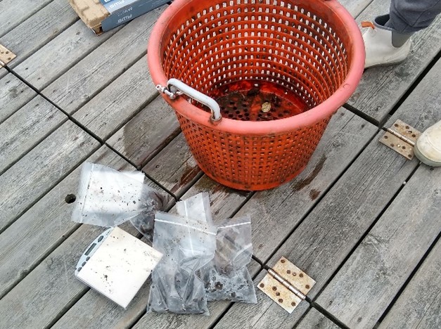 Figure 6. Ribbed mussels were weighed and collected for processing and lab analysis. The lab analyzed parameters including nutrient composition, organic pollutants, trace metals, and pathogens. Photo courtesy of Johanna Mazer.