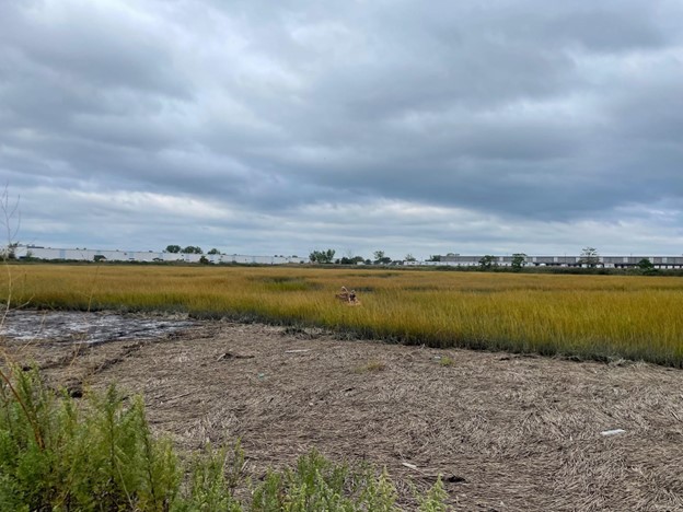 Structures can obstruct the migration of salt marshes, such as the warehouse at Great Meadows Marsh visible in the background. The photo was taken in 2021 before restoration. The "wrack," the area in the foreground where seaweed washed ashore, no longer floods as it used to because of the placement of sediment. Photo by Kollegger. 