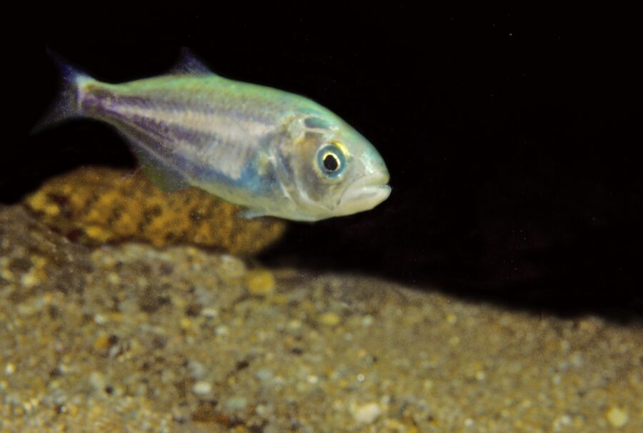 A bluefish swims by just above the sand.