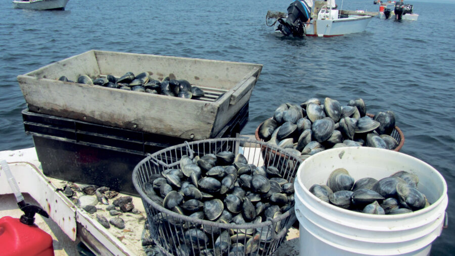 Oysters in shellfish beds.