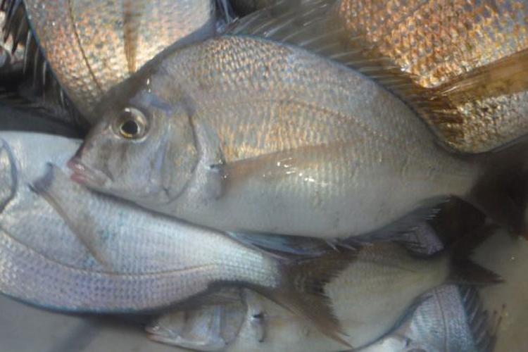 A pile of scup fish.