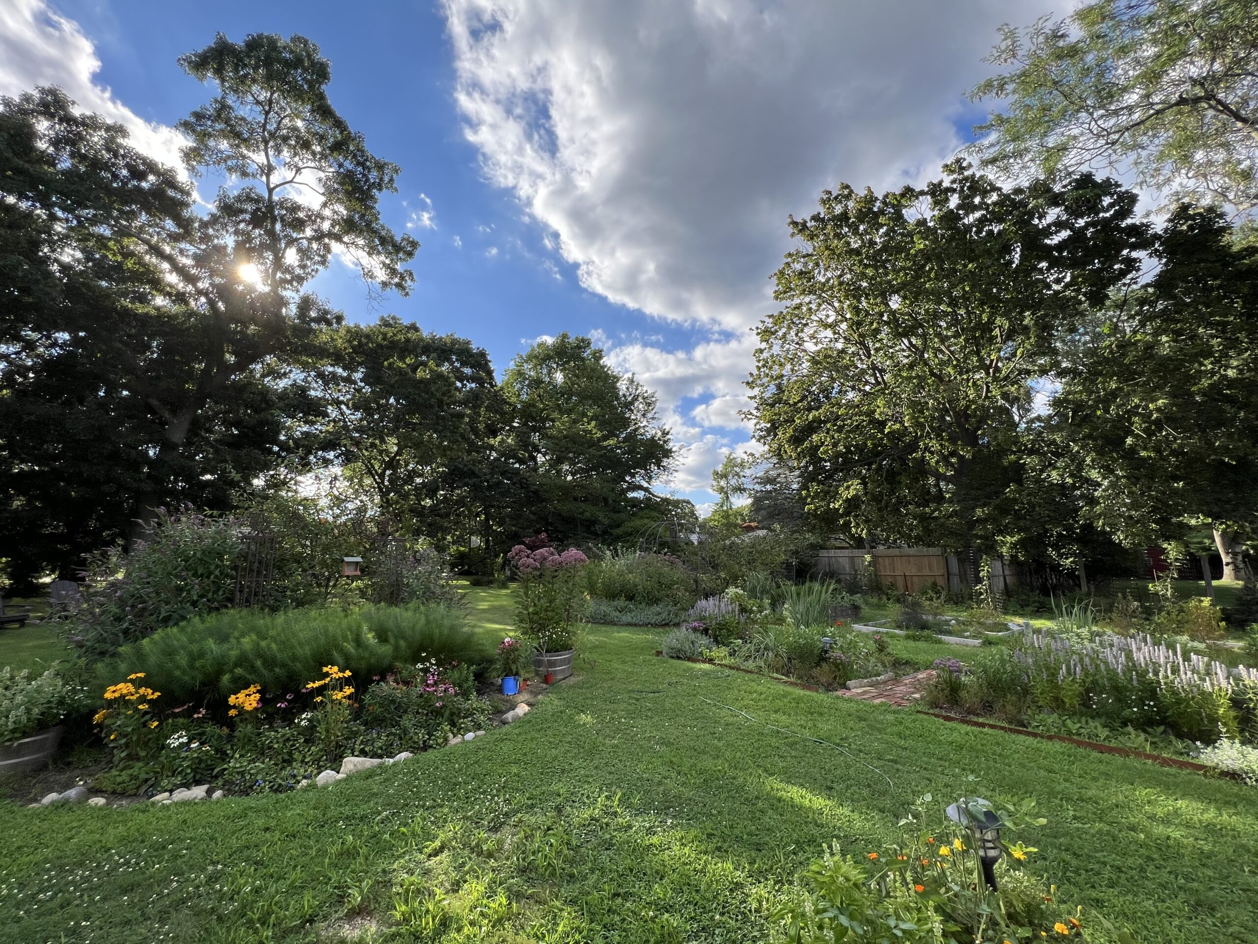 A backyard garden.