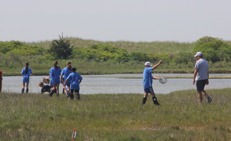 A group of young children in matching blue t-shirts explore a salt marsh. 