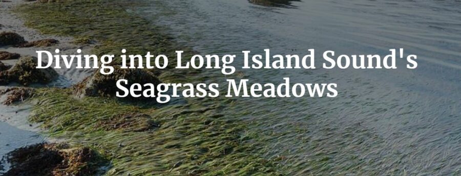 cover image for the seagrass meadows storm map created by EPA scientist Cayla Sullivan