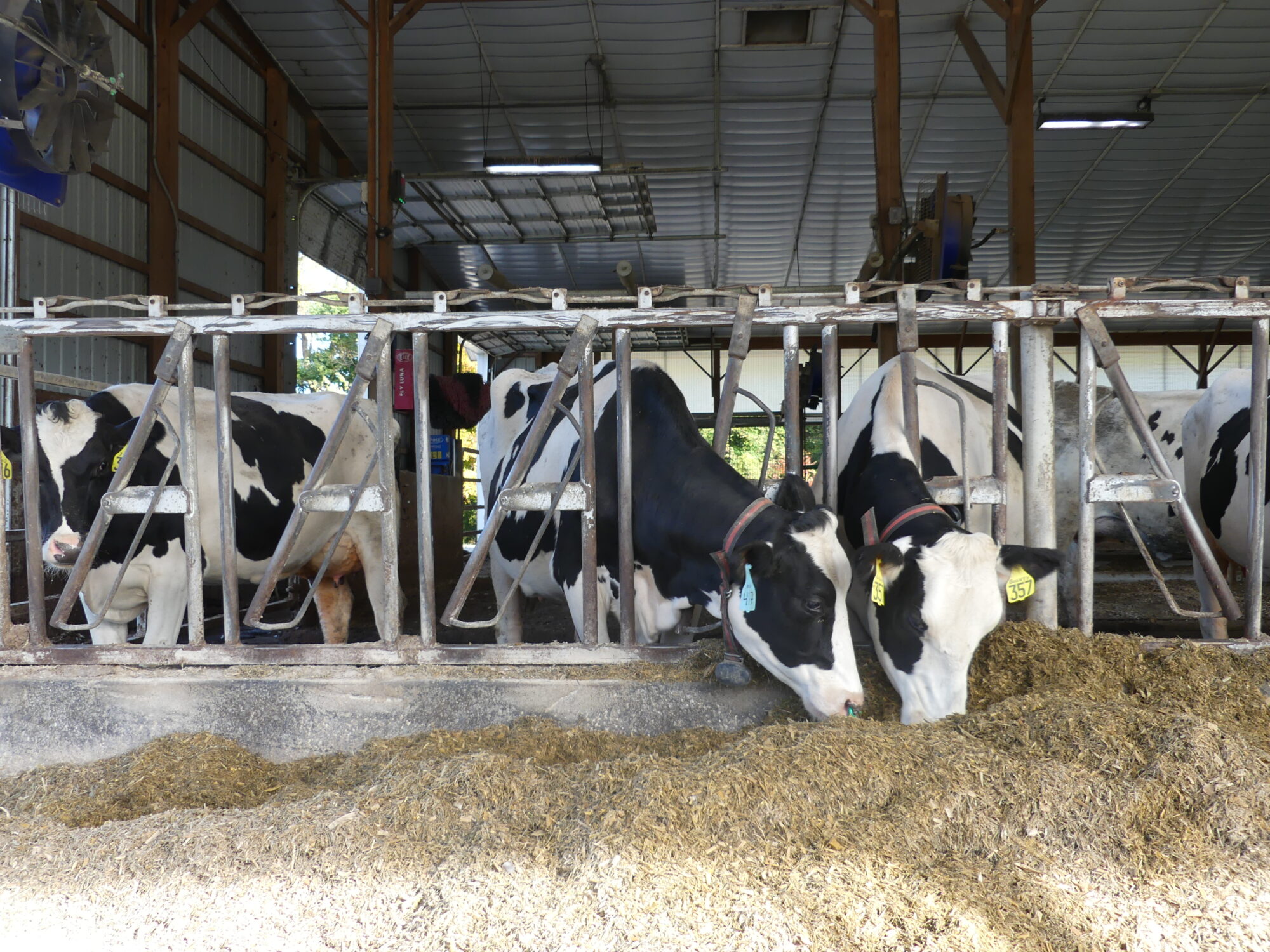 Cows eating feed. 