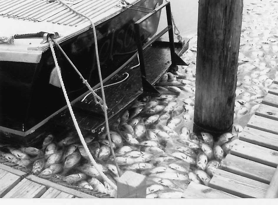 Menhaden kill, along the Mianus River, 1988. Photo by Rick D’Amico, NYS Dept. of Environmental Conservation