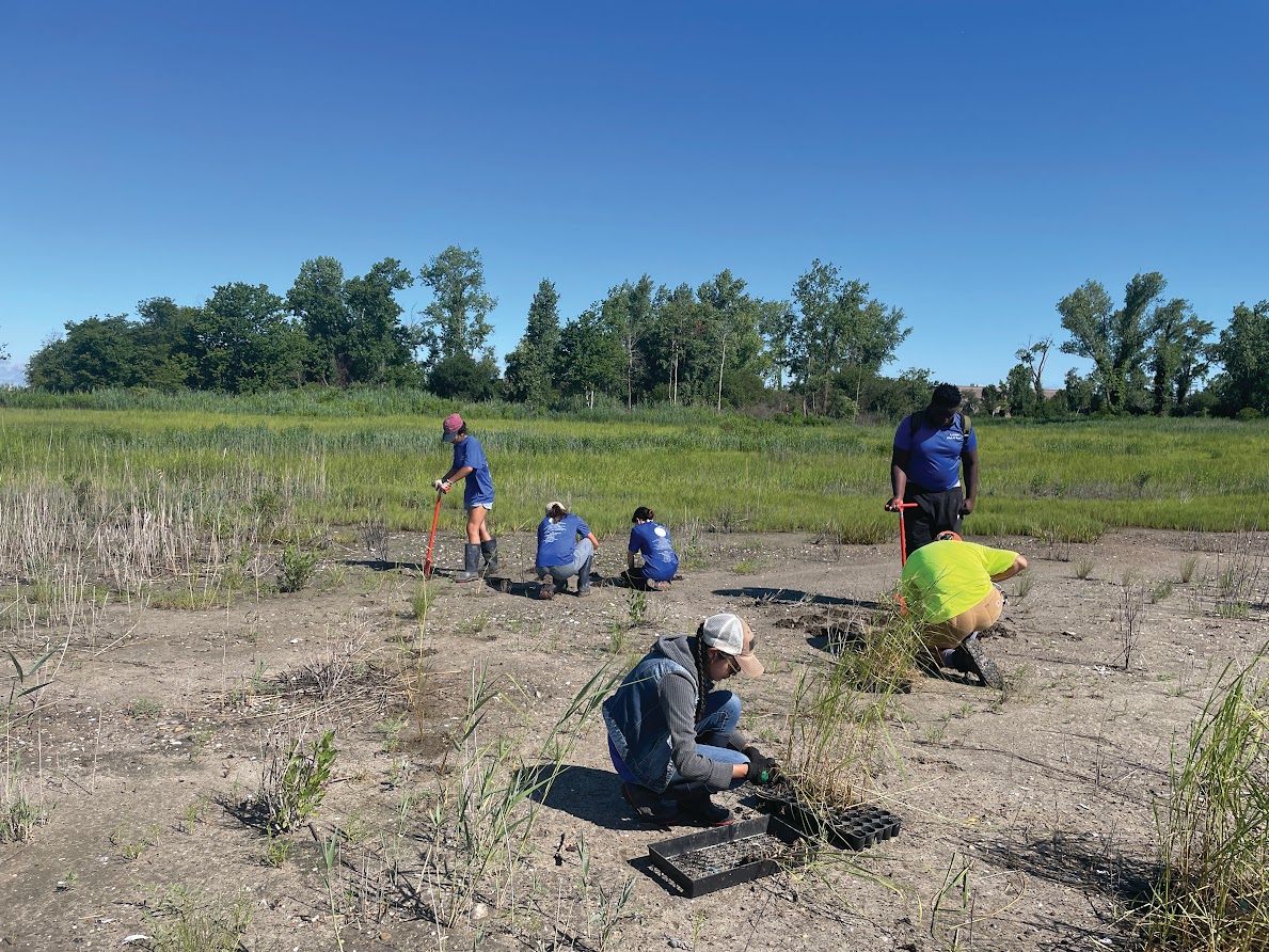 High school students plant native species at Great Meadows Marsh in Stratford, CT as part of Audubon's WildLife Guard program. Since 2019, a joint effort led by USFWS and other conservation partners and supported by the Long Island Sound Partnership has helped to restore 34 acres of the marsh, resulting in reduced mosquito populations, the return of native plants, and greater biodiversity. Photo by Maya Ray.