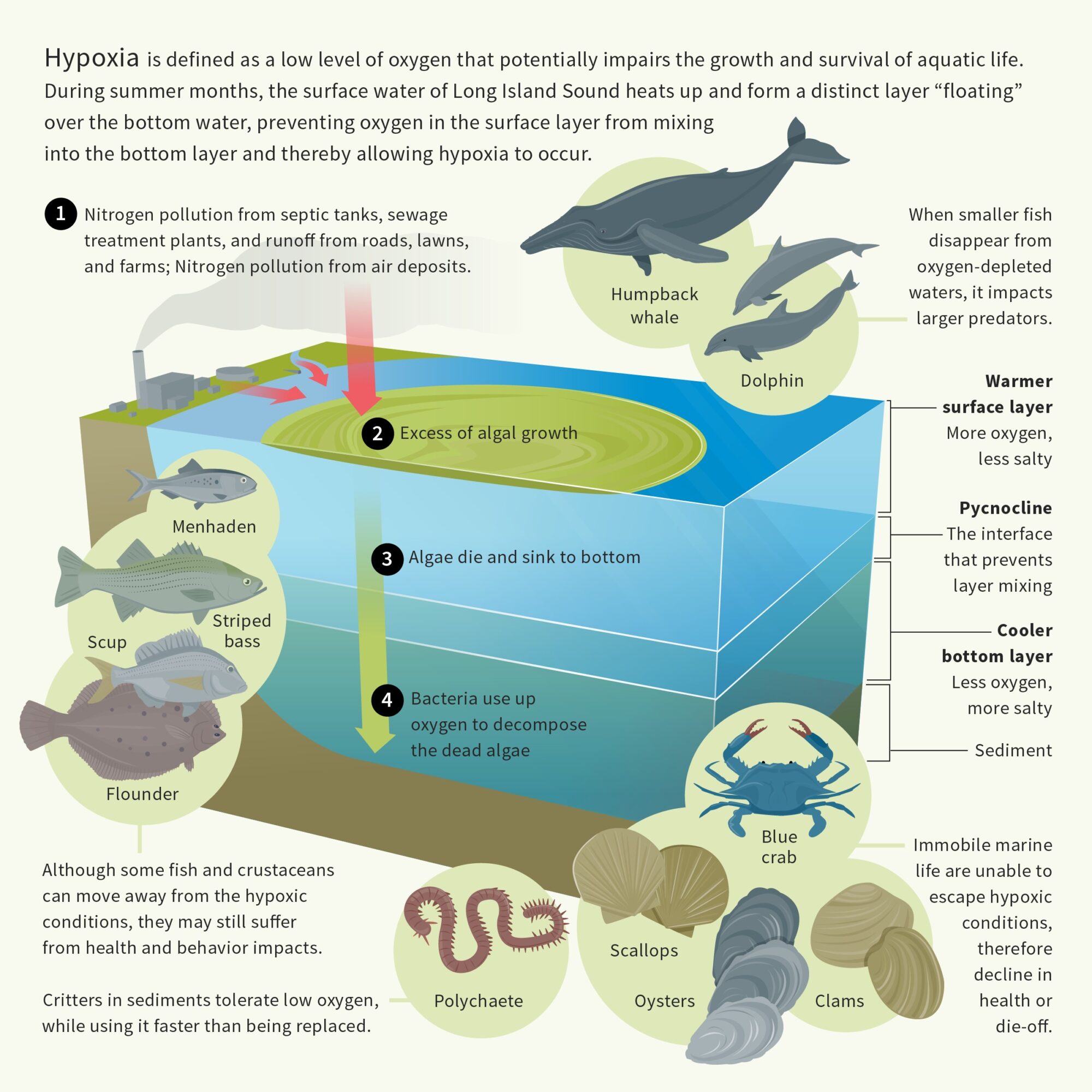 A graphic illustration on what causes hypoxia--one of the new resources in the Hypoxia Toolkit. Illustration by Lucy Reading-Ikkanda for the LIS Partnership.