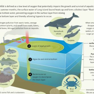 a cropped image of the Long Island Sound graphic illustration on what causes hypoxia.