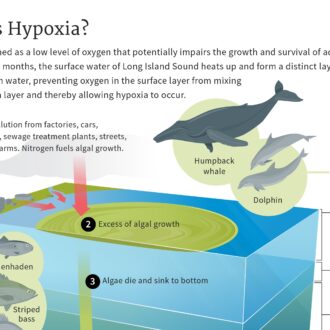 a cropped image of the Long Island Sound graphic illustration on what causes hypoxia.