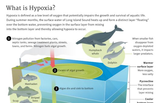 image for New Hypoxia Toolkit Helps to Increase Understanding of a Condition Harmful to the Sound