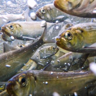 Alewife during their spring spawning migration in the Bagaduce River, Maine. Credit: Tate Yoder/Maine Center for Coastal Fisheries
