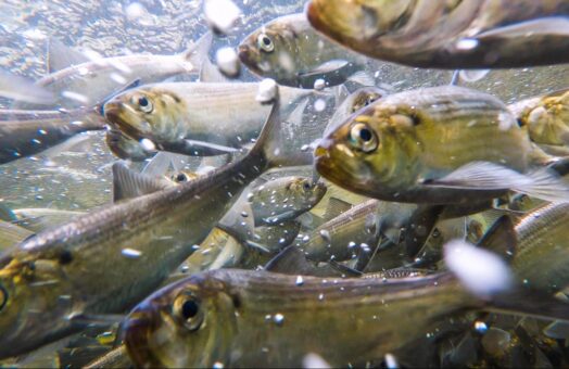 image for 2025 River Herring & American Eel Survey Goes Swimmingly Thanks to Dedicated Volunteers