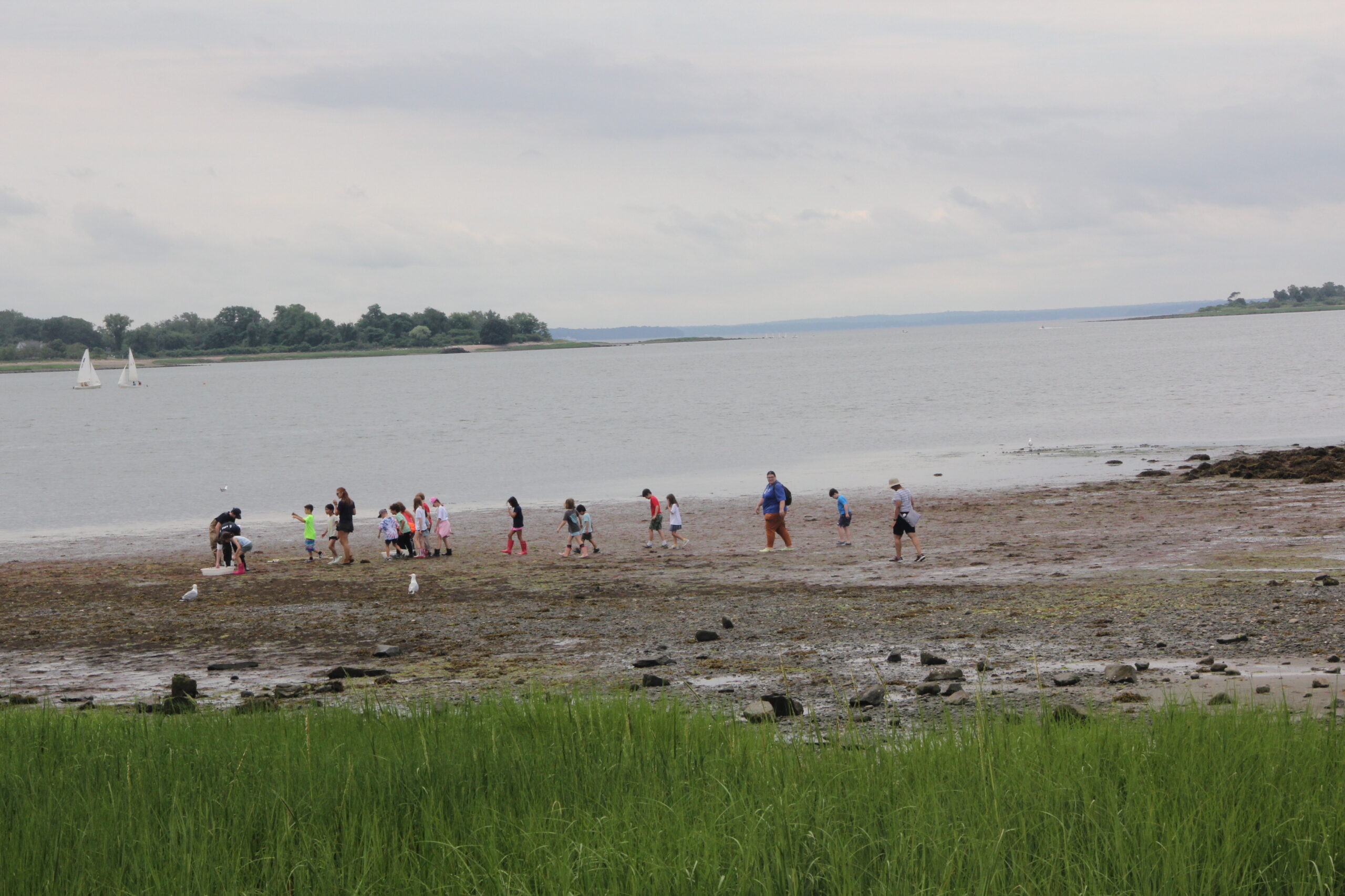 Maritime Aquarium summer campers at Calf Pasture Beach in Norwalk, CT.