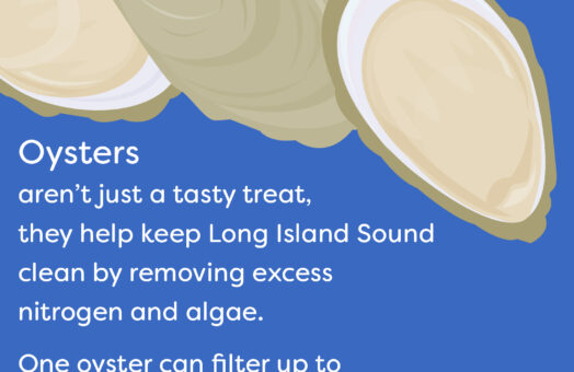 image for Oysters – More than Just Good Eats