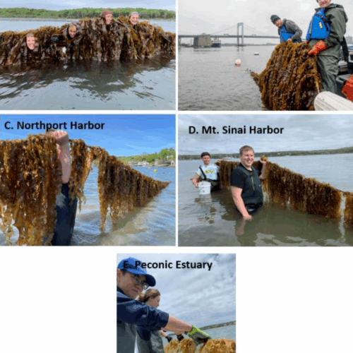 SUNY-SoMAS-Quantifying-Seaweed-Aquaculture-in-LIS-to-remove-N-combat-500x500.png