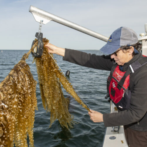 SoundWaters-kelp-farm-harvest-500x500.jpg
