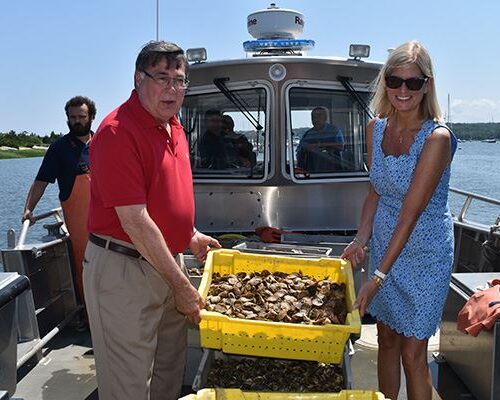 Town-of-Brookhaven-oyster-planting-500x400.jpeg